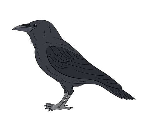 how to draw a raven